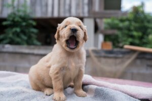 Cordectomia nei cani: non solo una questione di etica