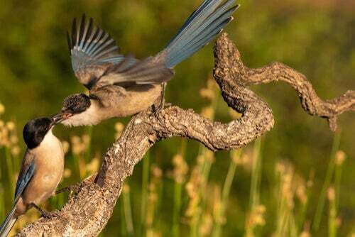 Un corvido maschio conquista l'attenzione della femmina.