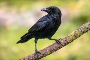 I corvi e le loro sorprendenti abilità cognitive