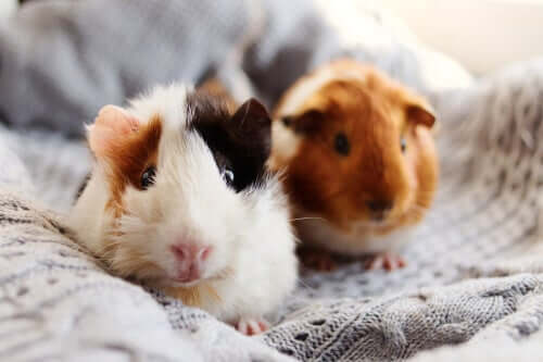 Criceto come animale domestico.