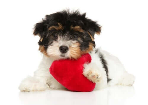 Proteggere la salute cardiaca del cane grazie a 6 consigli
