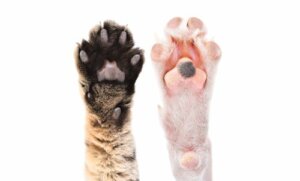 Qualche curiosità sui cuscinetti degli animali