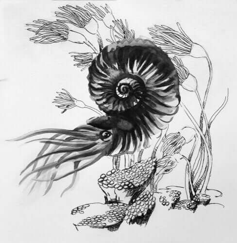 Disegno di un'ammonite.