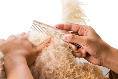 Padrone districa con cura il pelo del cane.
