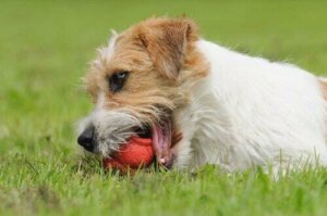 Disturbo ossessivo-compulsivo nei cani: sintomi e trattamento