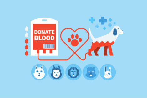 La donazione di sangue negli animali è un'attività che riguarda diverse specie.