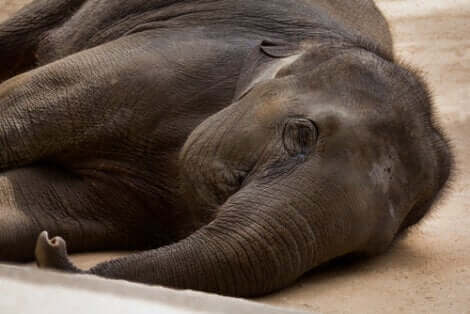 L'immobilizzazione degli animali è uno dei problemi che devono risolvere le installazioni speciali per elefanti.