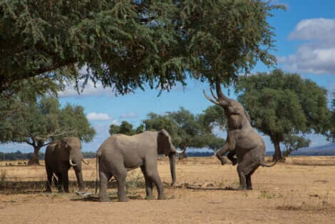 Un elefante che si solleva sulle zampe posteriori può sollevarsi di diversi metri.