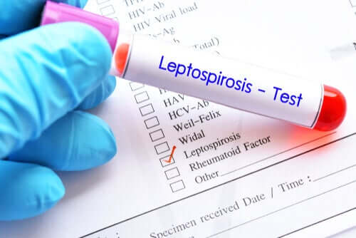 Prevenire la leptospirosi negli animali