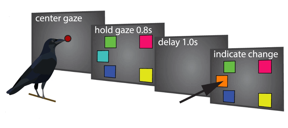 Esperimento sull'intelligenza dei corvi.
