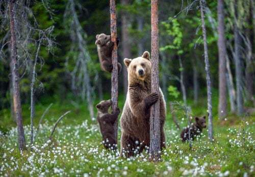 Famiglia di orsi in un bosco.