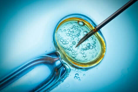 Grazie alla clonazione animale, dal prelievo di una singola cellula è possibile creare un nuovo organismo identico all'originale.
