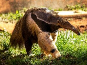 Gli animali mangiatori di formiche: i mirmecofagi