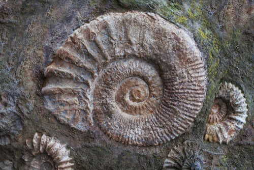 Fossile di ammonite.