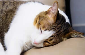 Presentare apatia e dormire più del solito possono essere sintomi di malattie mentali nei gatti.