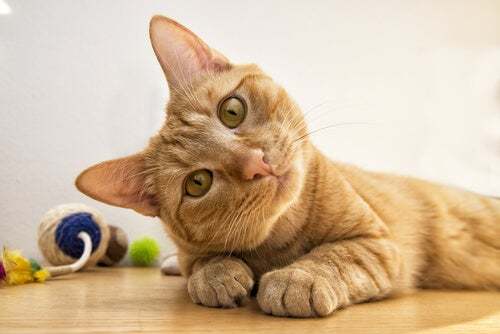 Gatto intelligente che guarda la macchina fotografica.
