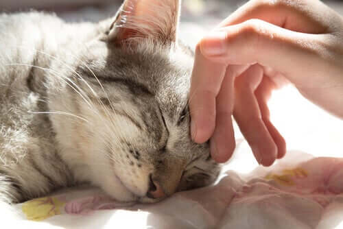Gatto che dorme con padrone che lo accarezza.