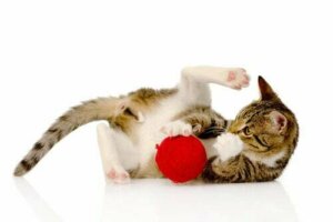 5 interessanti curiosità sull'intelligenza dei gatti