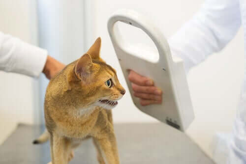 Gatto dal veterinario per il microchip.