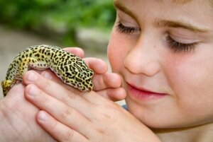Geco leopardo: un perfetto animale da compagnia