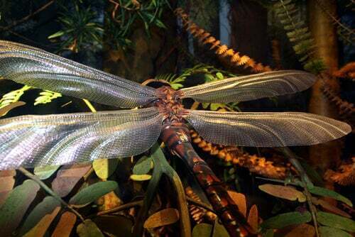 Il regno degli insetti giganti: il periodo Carbonifero