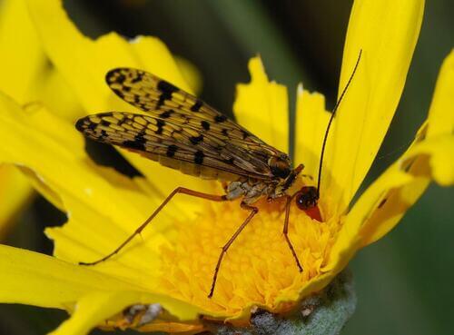 Insetti impollinatori e piante: una simbiosi ancestrale.