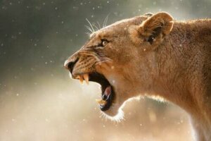 Poliandria: il matriarcato del regno animale