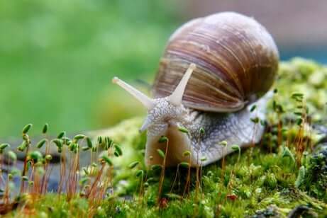 La lumaca è un animale ermafrodita, ma non possiede la capacità di autofecondarsi.