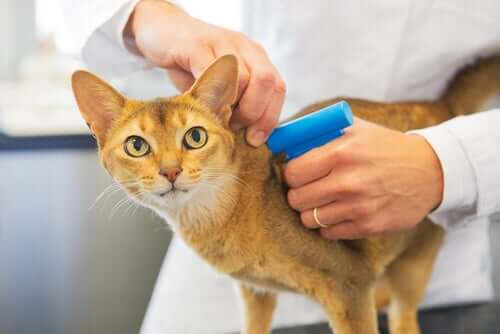 Il microchip per i gatti è obbligatorio?