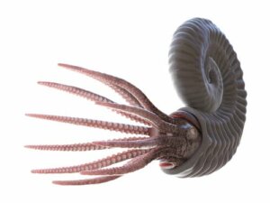 Le ammoniti e il loro affascinante mondo