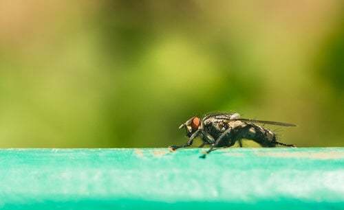 La mosca tse-tse è uno tra gli animali più letali al mondo.