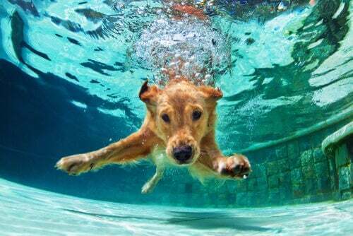 Nuoto per cani: cosa bisogna sapere