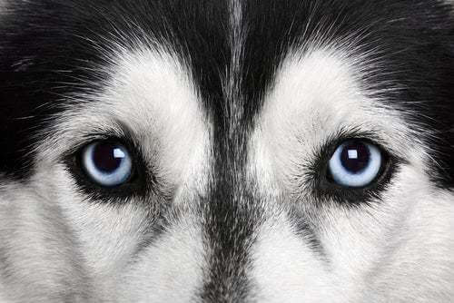 Occhi di un Siberian Husky in primo piano.