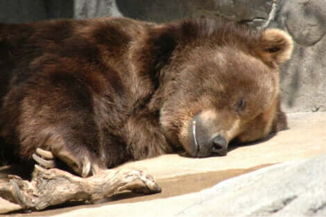 Gli orsi cadono in letargo per affrontare il periodo invernale.