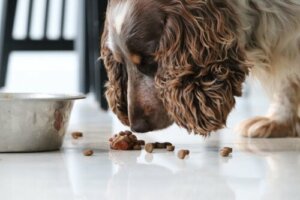 Il calcolo delle calorie nell'alimentazione dei cani