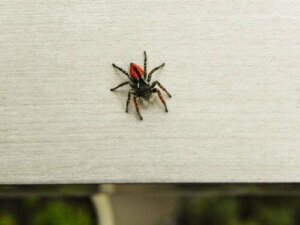 Paura dei ragni o aracnofobia: come superarla?