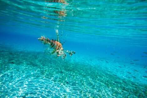 Pesce scorpione nuota nelle acque del Mediterraneo.