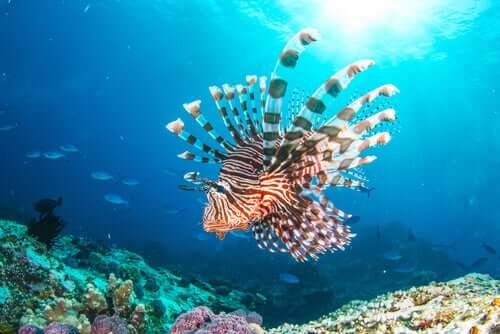 Il pesce scorpione: un nuovo abitante del Mar Mediterraneo