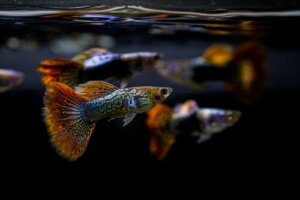 Il pH nell'acquario: che cos'è e qual è quello ideale