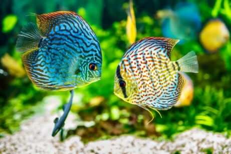 Il pH ideale varia in funzione delle specie animali e vegetali che vivono nell'acquario. Due pesci si incontrano in un acquario.