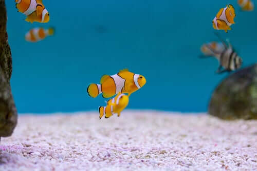 Il significato evolutivo dell'ermafroditismo