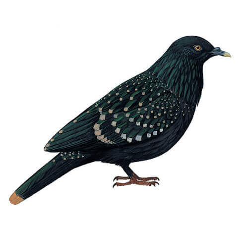 Il piccione di Liverpool: habitat e comportamento