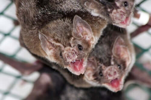 I pipistrelli si nutrono di sangue.