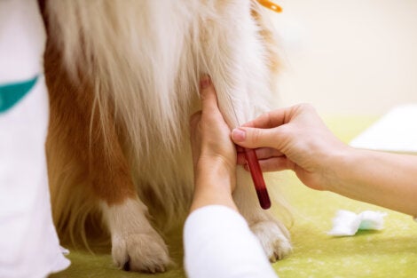 Gli animali che donano il proprio sangue devono rispondere a determinate caratteristiche.