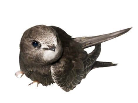 Illustrazione che ritrae esemplare di rondone comune.
