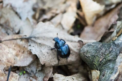 Comportamento dello scarabeo stercoraro.