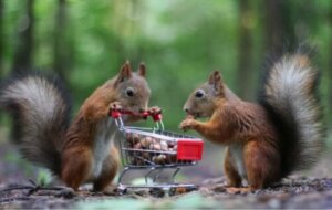 Gli animali che fanno scorta di provviste
