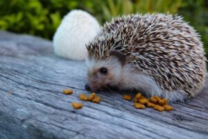 La sindrome del Riccio Barcollante (Wobbly hedgehog syndrome)