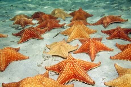 L'ermafroditismo rappresenta un grande vantaggio per la sopravvivenza delle stelle marine.