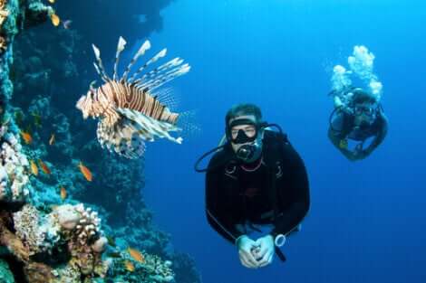 Due sub nuotano nei fondali con il pesce scorpione.